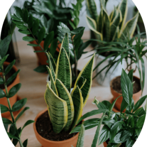 Parlor Palm